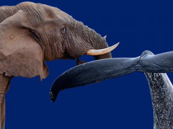 An elephant and a whale tail