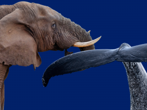 An elephant and a whale tail