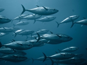 A school of bluefin tuna