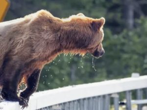Connel Fullenkamp: 4 tips for bearing this bear market while keeping out of trouble